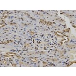 Immunohistochemistry - POLR2C Antibody from Signalway Antibody (32435) - Antibodies.com