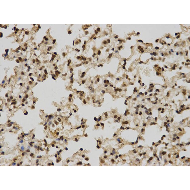 Immunohistochemistry - POLR2C Antibody from Signalway Antibody (32435) - Antibodies.com