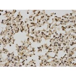 Immunohistochemistry - POLR2C Antibody from Signalway Antibody (32435) - Antibodies.com