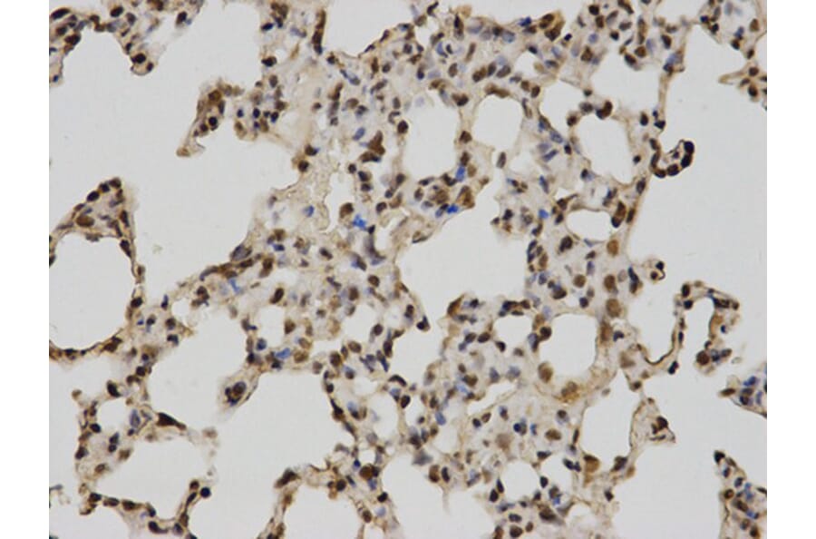 Immunohistochemistry - POLR2C Antibody from Signalway Antibody (32435) - Antibodies.com