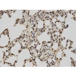 Immunohistochemistry - POLR2C Antibody from Signalway Antibody (32435) - Antibodies.com