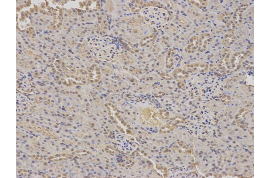 Immunohistochemistry - GABRA2 Antibody from Signalway Antibody (32442) - Antibodies.com