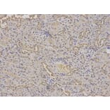 Immunohistochemistry - GABRA2 Antibody from Signalway Antibody (32442) - Antibodies.com