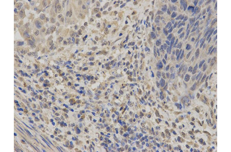 Immunohistochemistry - GABRA2 Antibody from Signalway Antibody (32442) - Antibodies.com