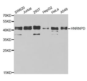 Western blot - HNRNPD Antibody from Signalway Antibody (32455) - Antibodies.com