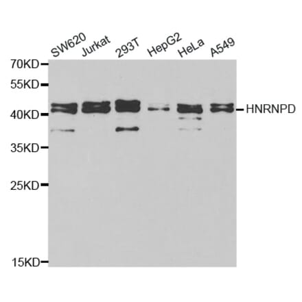 Western blot - HNRNPD Antibody from Signalway Antibody (32455) - Antibodies.com