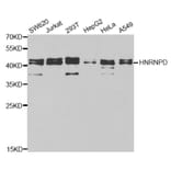 Western blot - HNRNPD Antibody from Signalway Antibody (32455) - Antibodies.com