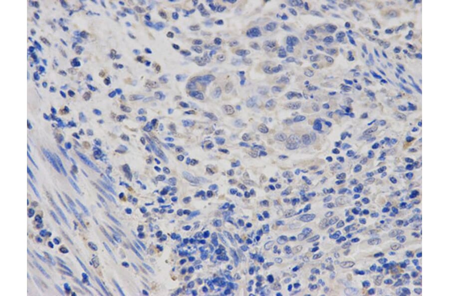 Immunohistochemistry - POLR2D Antibody from Signalway Antibody (32475) - Antibodies.com