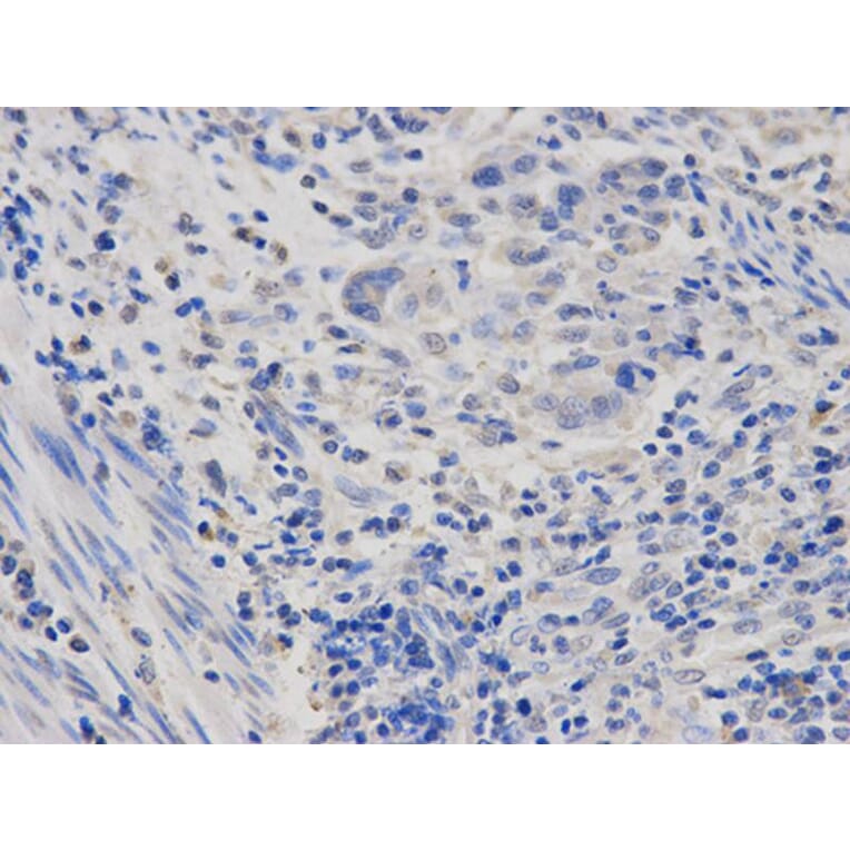 Immunohistochemistry - POLR2D Antibody from Signalway Antibody (32475) - Antibodies.com