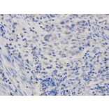 Immunohistochemistry - POLR2D Antibody from Signalway Antibody (32475) - Antibodies.com