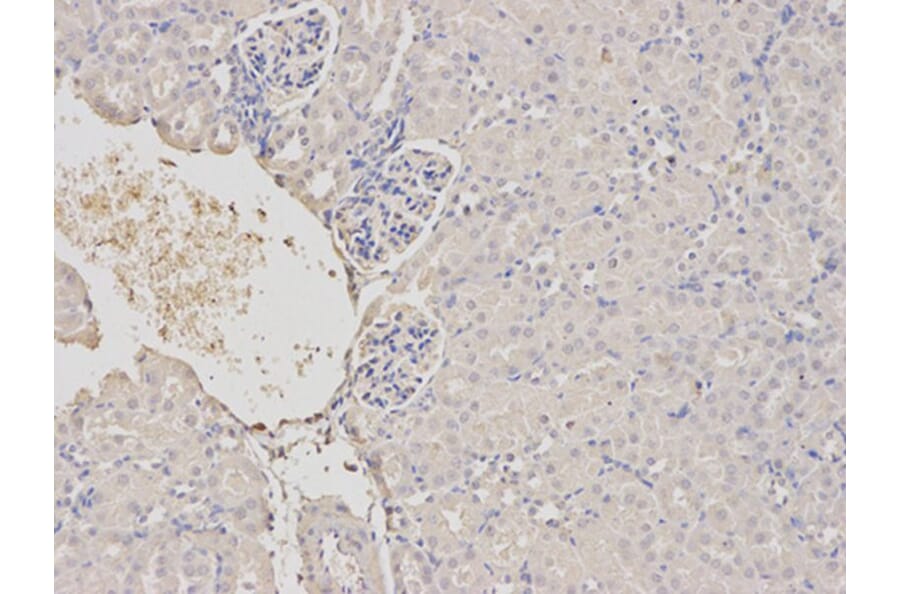 Immunohistochemistry - TRIM21 Antibody from Signalway Antibody (32520) - Antibodies.com
