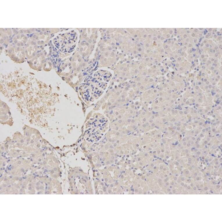 Immunohistochemistry - TRIM21 Antibody from Signalway Antibody (32520) - Antibodies.com