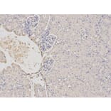 Immunohistochemistry - TRIM21 Antibody from Signalway Antibody (32520) - Antibodies.com