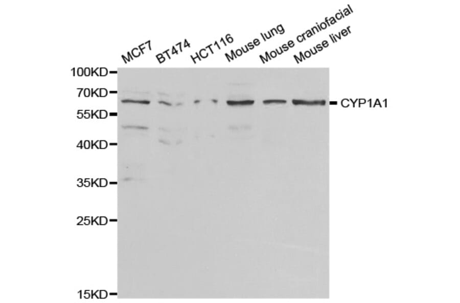 Western blot - CYP1A1 Antibody from Signalway Antibody (32629) - Antibodies.com