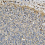 Immunohistochemistry - CYP1A1 Antibody from Signalway Antibody (32629) - Antibodies.com
