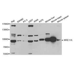 Western blot - MRE11A Antibody from Signalway Antibody (32712) - Antibodies.com