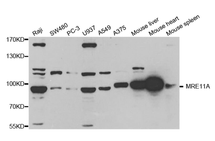 Western blot - MRE11A Antibody from Signalway Antibody (32712) - Antibodies.com