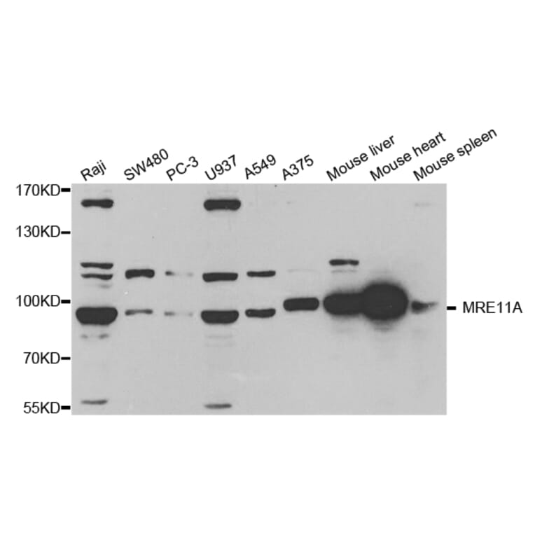 Western blot - MRE11A Antibody from Signalway Antibody (32712) - Antibodies.com