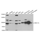 Western blot - MRE11A Antibody from Signalway Antibody (32712) - Antibodies.com