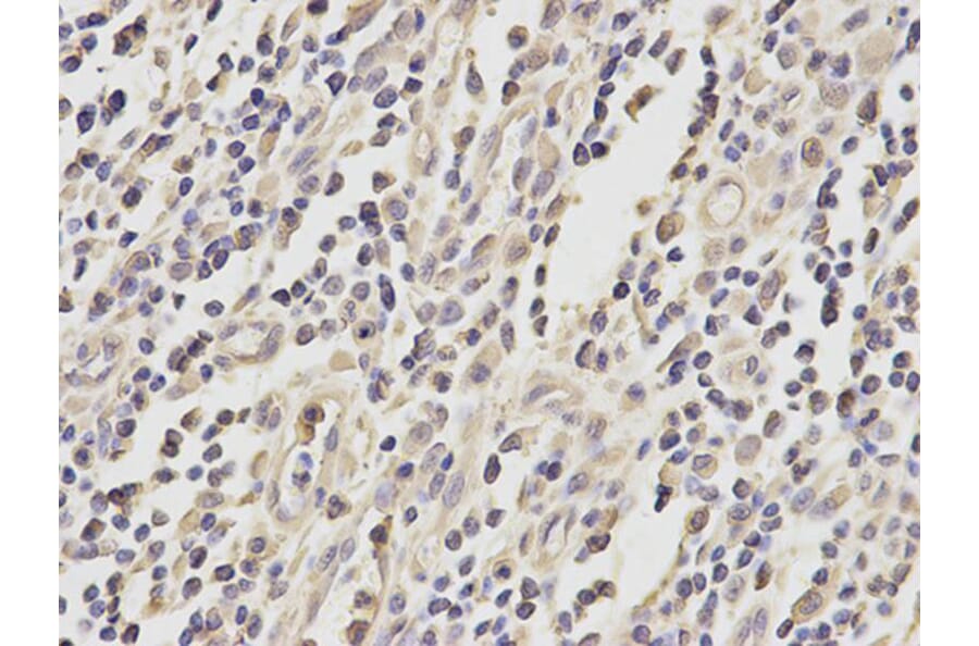 Immunohistochemistry - MRE11A Antibody from Signalway Antibody (32712) - Antibodies.com