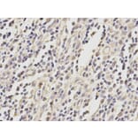 Immunohistochemistry - MRE11A Antibody from Signalway Antibody (32712) - Antibodies.com