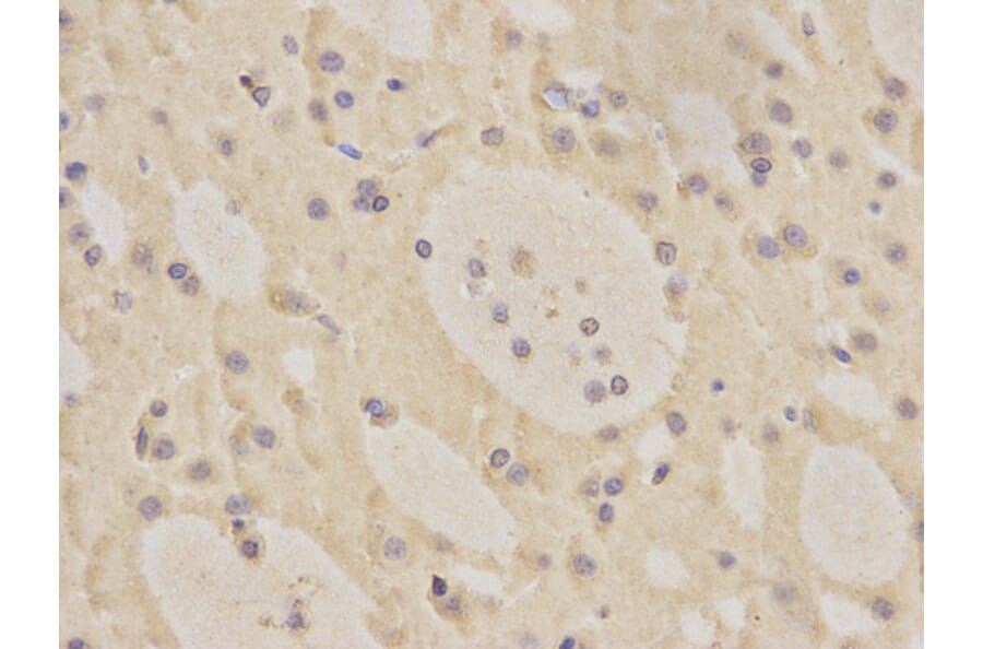 Immunohistochemistry - MRE11A Antibody from Signalway Antibody (32712) - Antibodies.com