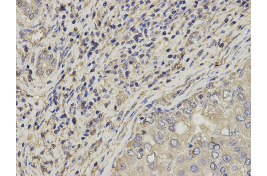 Immunohistochemistry - SLC4A4 Antibody from Signalway Antibody (32777) - Antibodies.com