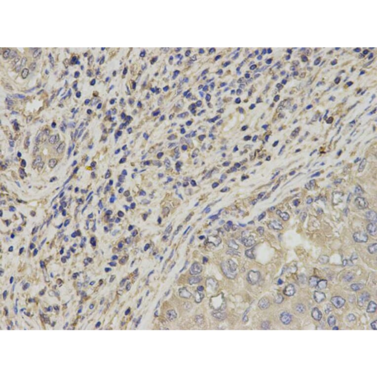 Immunohistochemistry - SLC4A4 Antibody from Signalway Antibody (32777) - Antibodies.com