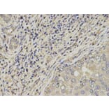 Immunohistochemistry - SLC4A4 Antibody from Signalway Antibody (32777) - Antibodies.com