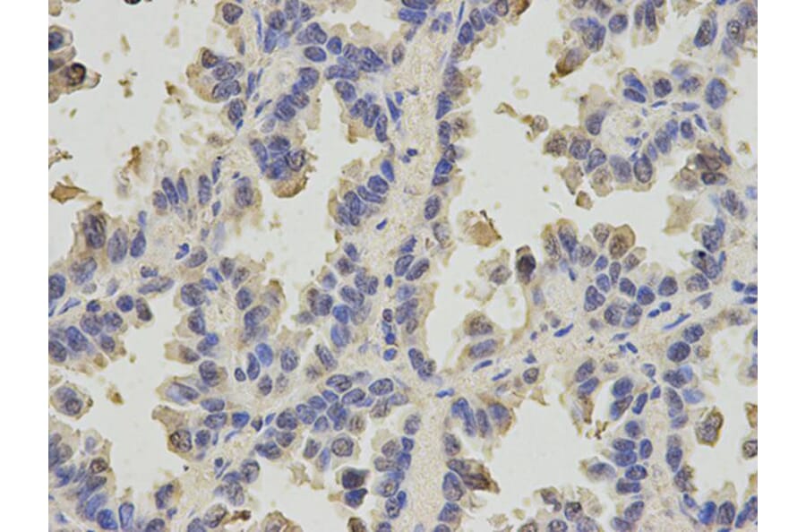 Immunohistochemistry - SLC4A4 Antibody from Signalway Antibody (32777) - Antibodies.com