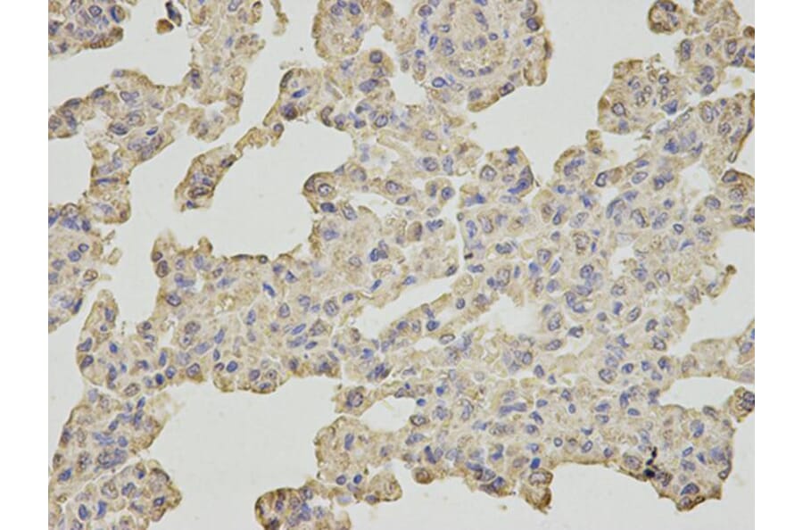 Immunohistochemistry - SLC4A4 Antibody from Signalway Antibody (32777) - Antibodies.com