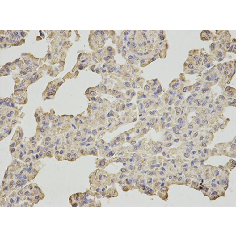 Immunohistochemistry - SLC4A4 Antibody from Signalway Antibody (32777) - Antibodies.com