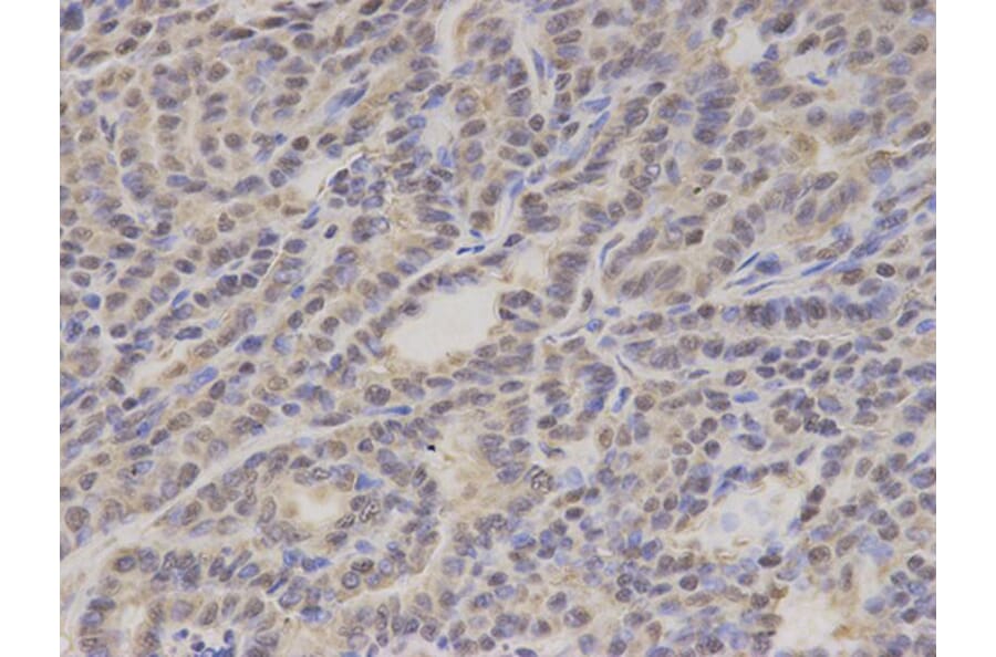 Immunohistochemistry - GTF2A1 Antibody from Signalway Antibody (32786) - Antibodies.com
