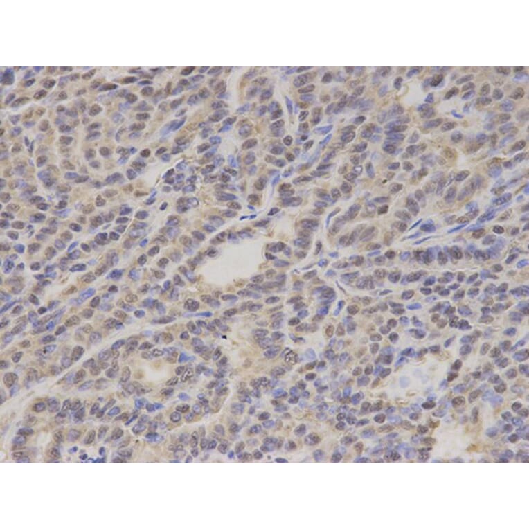 Immunohistochemistry - GTF2A1 Antibody from Signalway Antibody (32786) - Antibodies.com