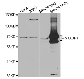 Western blot - STXBP1 Antibody from Signalway Antibody (32845) - Antibodies.com
