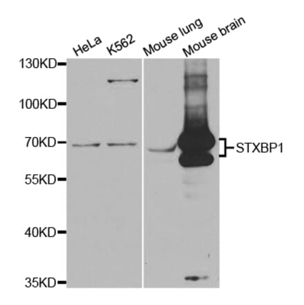 Western blot - STXBP1 Antibody from Signalway Antibody (32845) - Antibodies.com