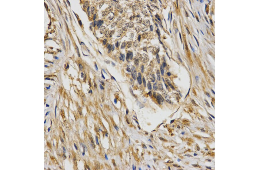 Immunohistochemistry - STXBP1 Antibody from Signalway Antibody (32845) - Antibodies.com