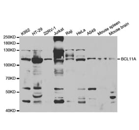 Western blot - BCL11A Antibody from Signalway Antibody (32852) - Antibodies.com