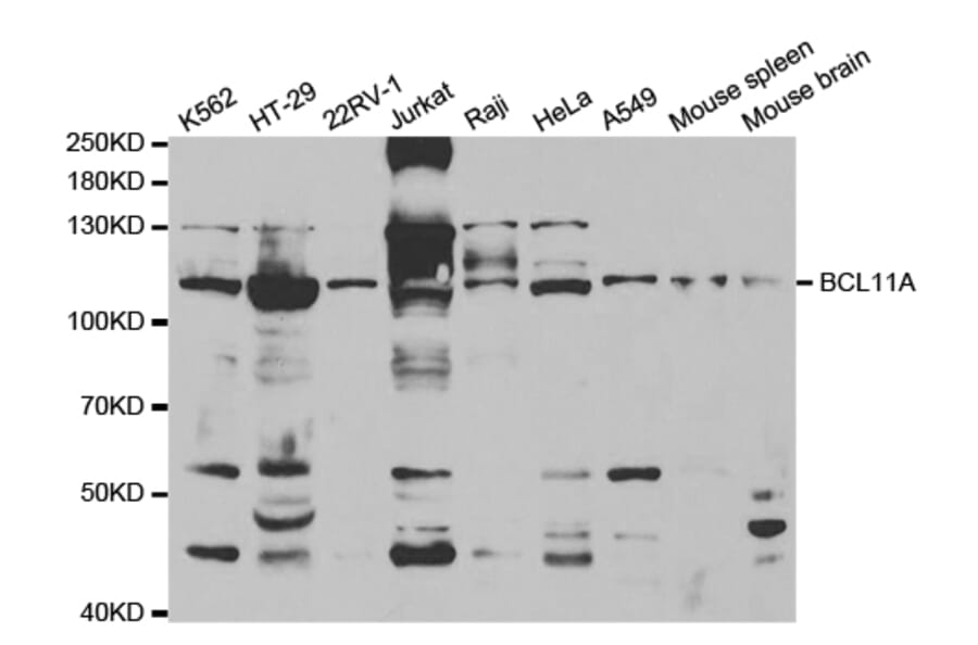 Western blot - BCL11A Antibody from Signalway Antibody (32852) - Antibodies.com