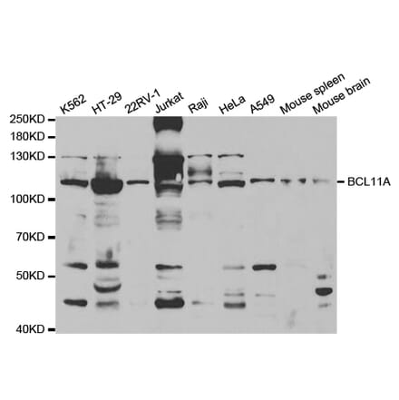 Western blot - BCL11A Antibody from Signalway Antibody (32852) - Antibodies.com