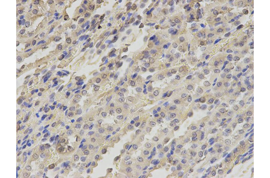 Immunohistochemistry - TXNRD2 Antibody from Signalway Antibody (32885) - Antibodies.com