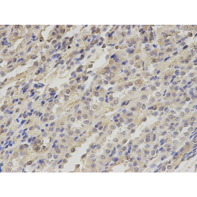 Immunohistochemistry - TXNRD2 Antibody from Signalway Antibody (32885) - Antibodies.com