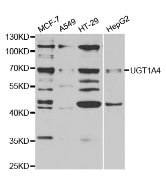 Western blot analysis of extracts of various cell lines, using µgT1A4 antibody.