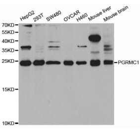 Western blot - PGRMC1 Antibody from Signalway Antibody (32927) - Antibodies.com