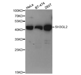 Western blot - SH3GL2 Antibody from Signalway Antibody (32985) - Antibodies.com