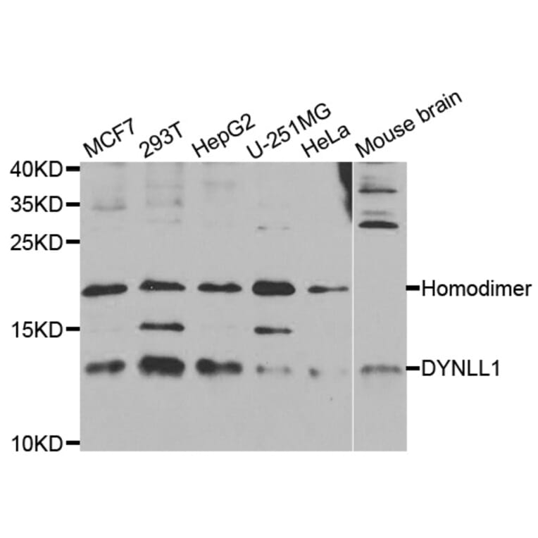 Western blot - DYNLL1 Antibody from Signalway Antibody (33008) - Antibodies.com