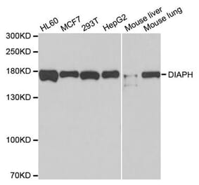 Western blot - DIAPH1 Antibody from Signalway Antibody (33105) - Antibodies.com