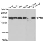 Western blot - DIAPH1 Antibody from Signalway Antibody (33105) - Antibodies.com