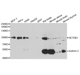 Western blot - SETDB1 Antibody from Signalway Antibody (33107) - Antibodies.com