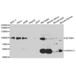 Western blot - SETDB1 Antibody from Signalway Antibody (33107) - Antibodies.com